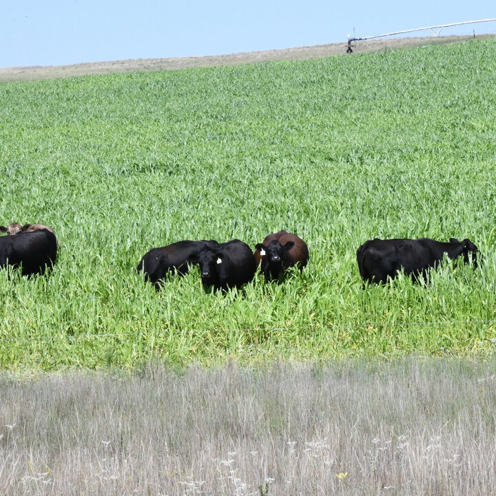 Black cattle graze in a green field of annual forages.