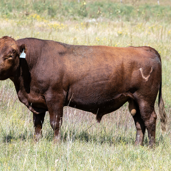 Red bull stands in a pasture
