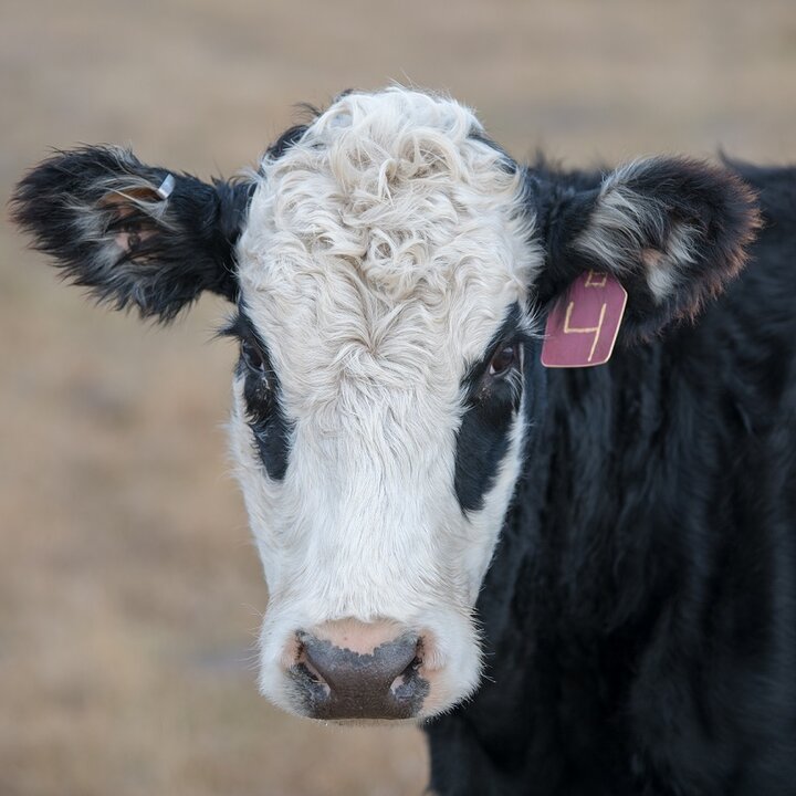 Cow