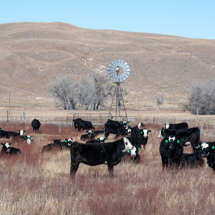Cows in a pasture