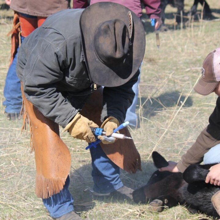 Vaccination at a branding