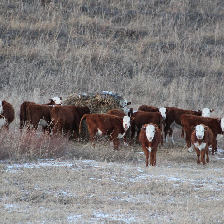 Cattle graze around a bale in the pasture.  Photo credit: Troy Walz