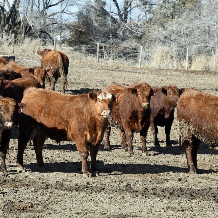 Cattle in feedlot