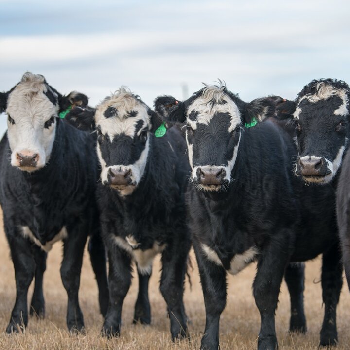 A herd of cattle