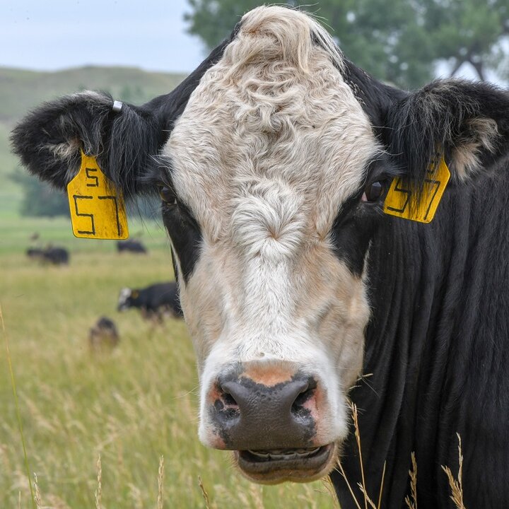 cow