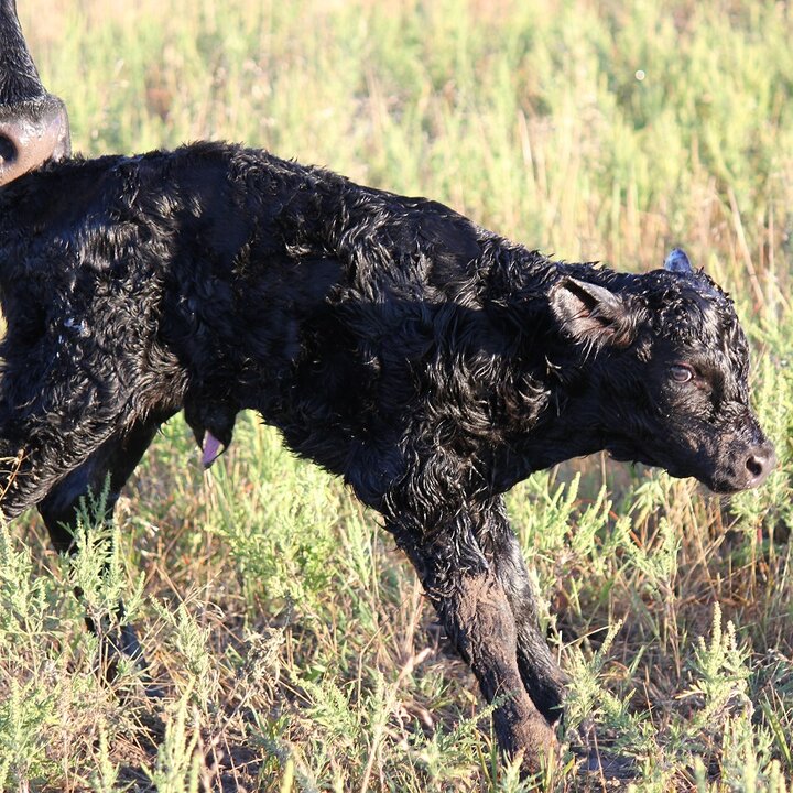 Newborn calf