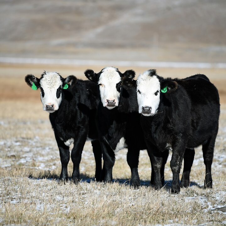 Heifers