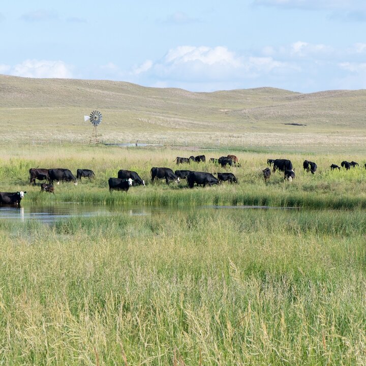 Cows grazing