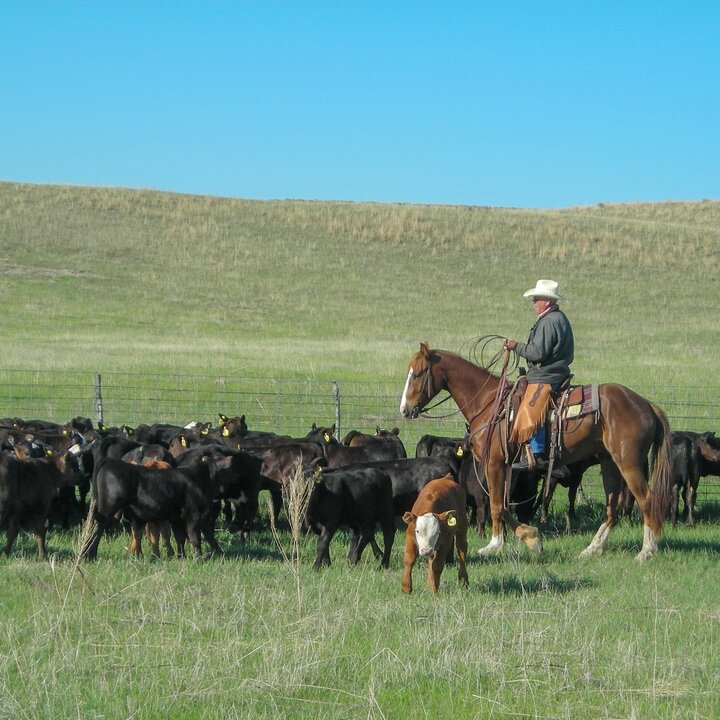 Cowboy roping
