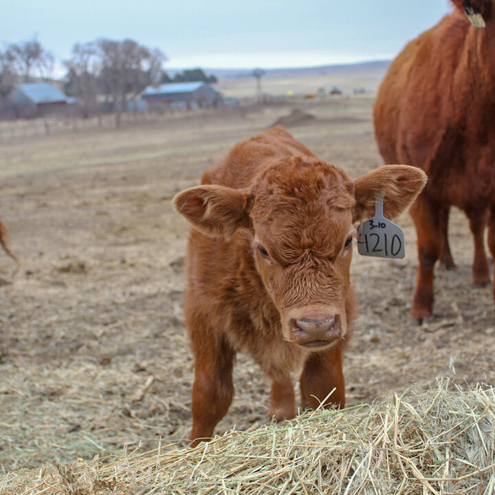 calf near pile of hay