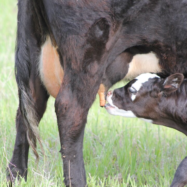 Cow and calf