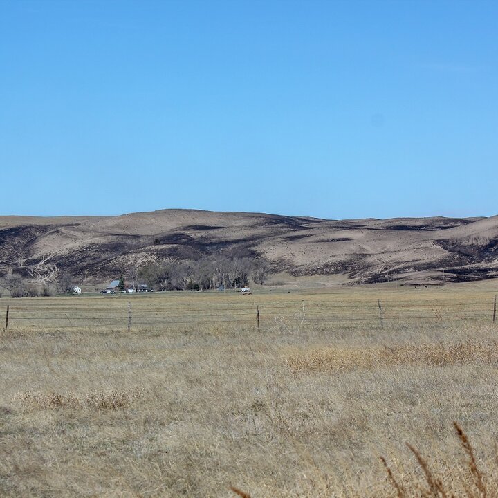 Sandhills after wildfire