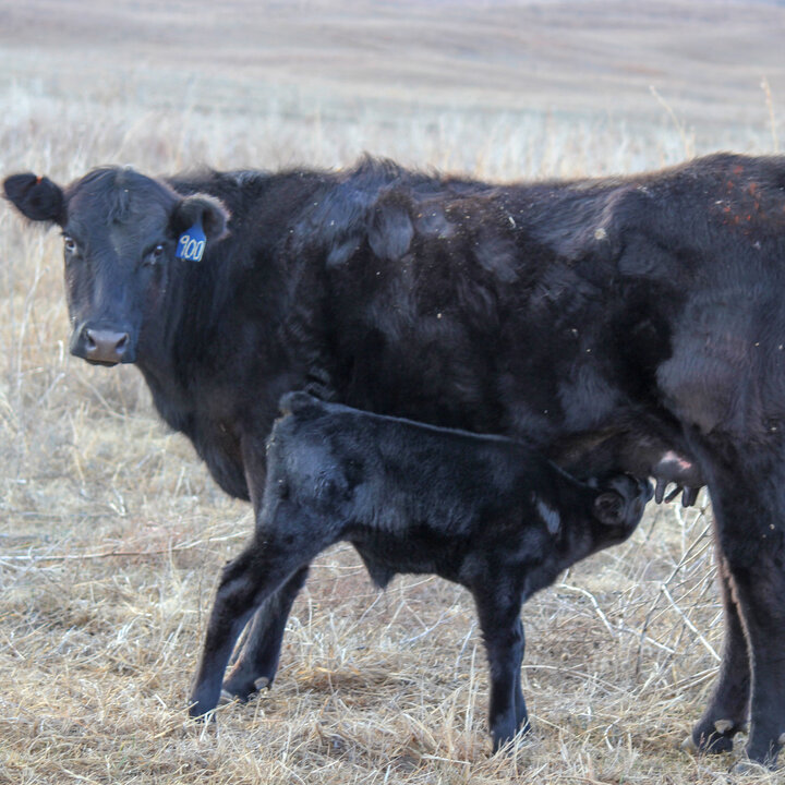 yearlings
