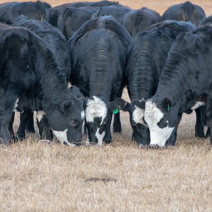 Cows eating supplement on range