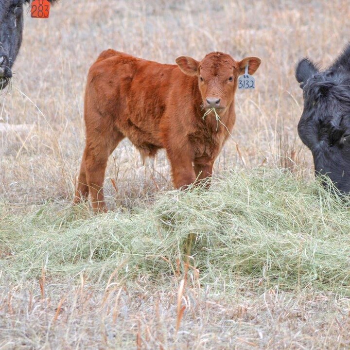 Red calf eating hay with two cows