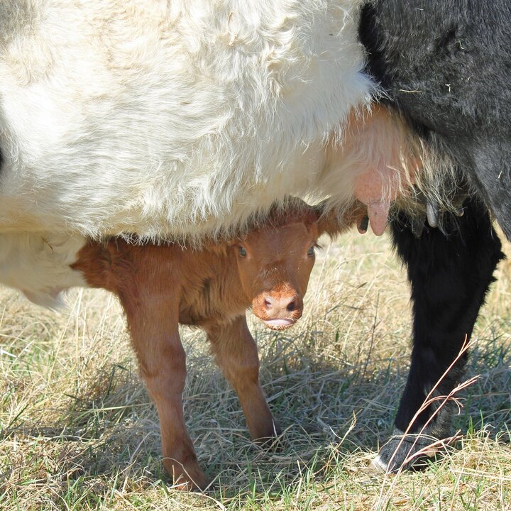 calf peeking out from under the mother cow's belly