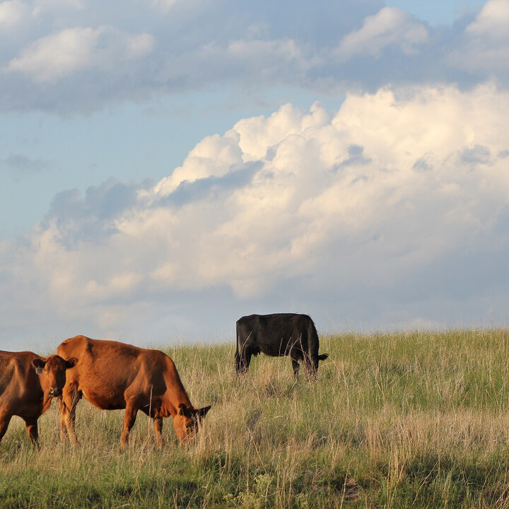 Cows grazing on a grassy field under a cloudy blue sky.