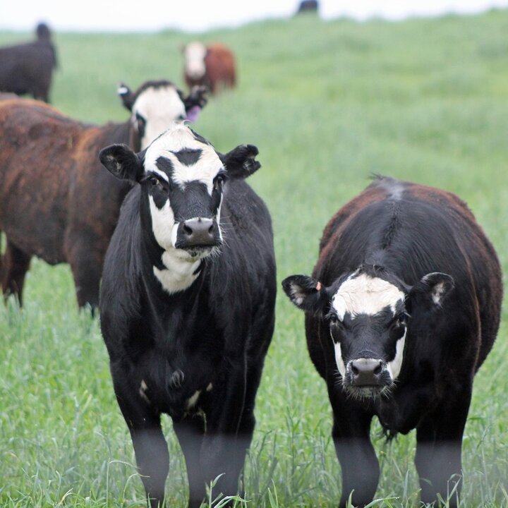 Yearlings on pasture