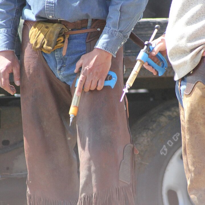 Preparing to vaccinate calves
