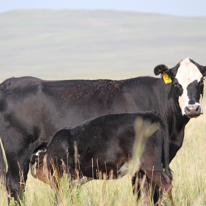 Cow calf