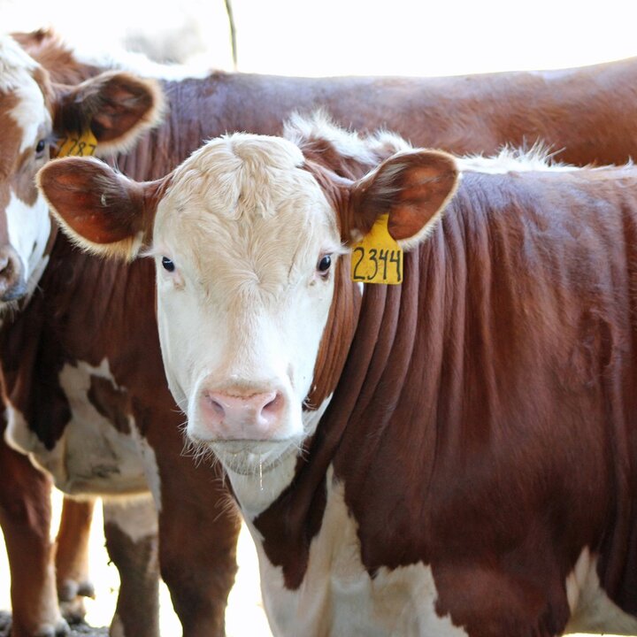 Cattle on feed