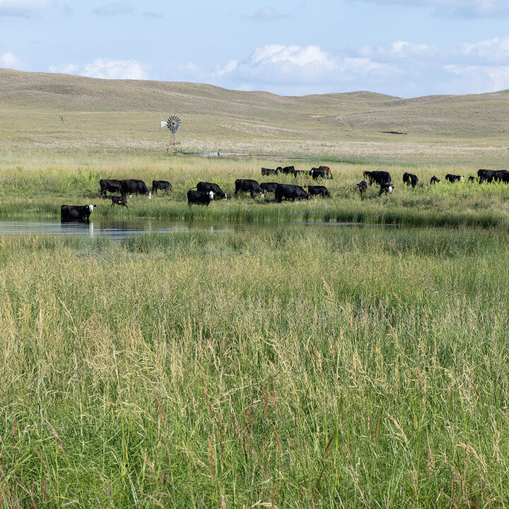 Cattle grazing near a small pond surrounded by tall green grass under a blue sky with scattered clouds. and a windmill