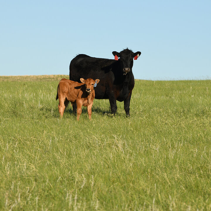 Black cow and red calf on pasture