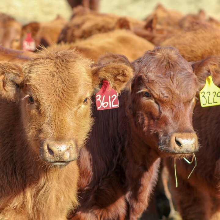 Calves