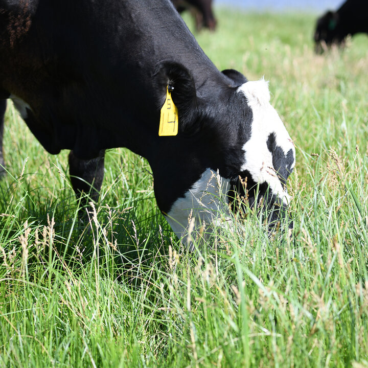 Cow grazing lush green forages.  Photo credit: Troy Walz