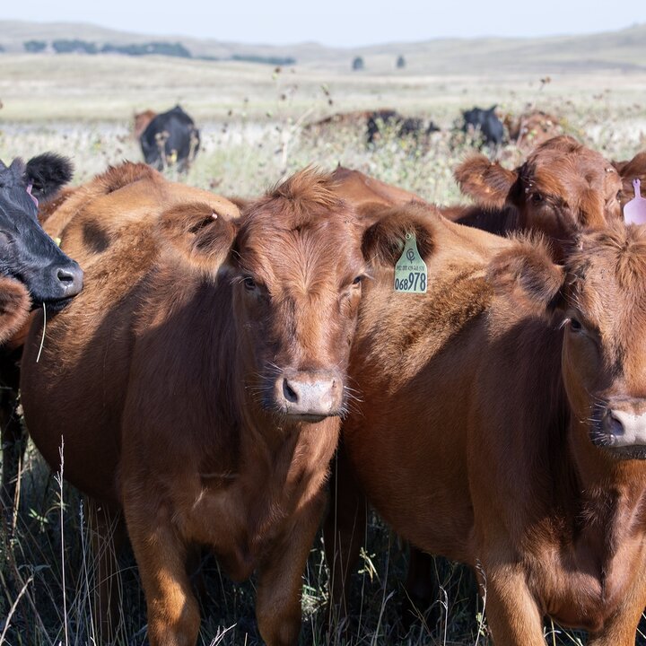 Heifers in a pasture