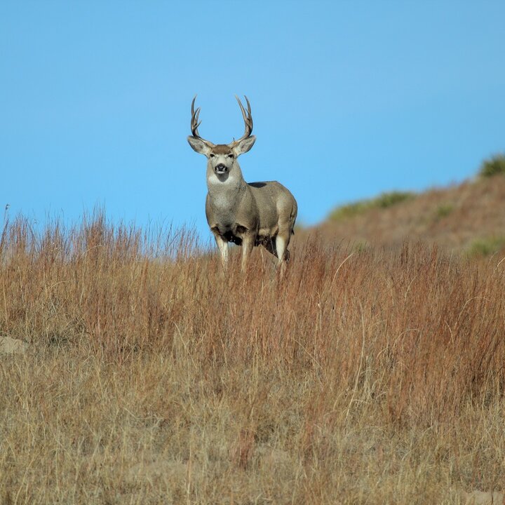 Mule deer