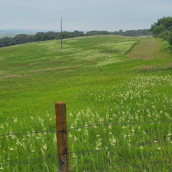 Whirled milkweed in the pasture.  