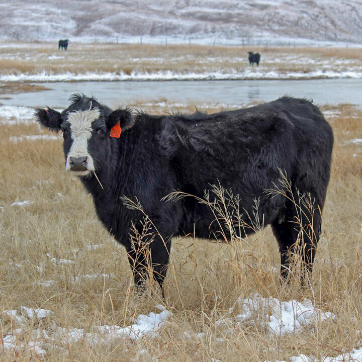 cattle grazing in winter