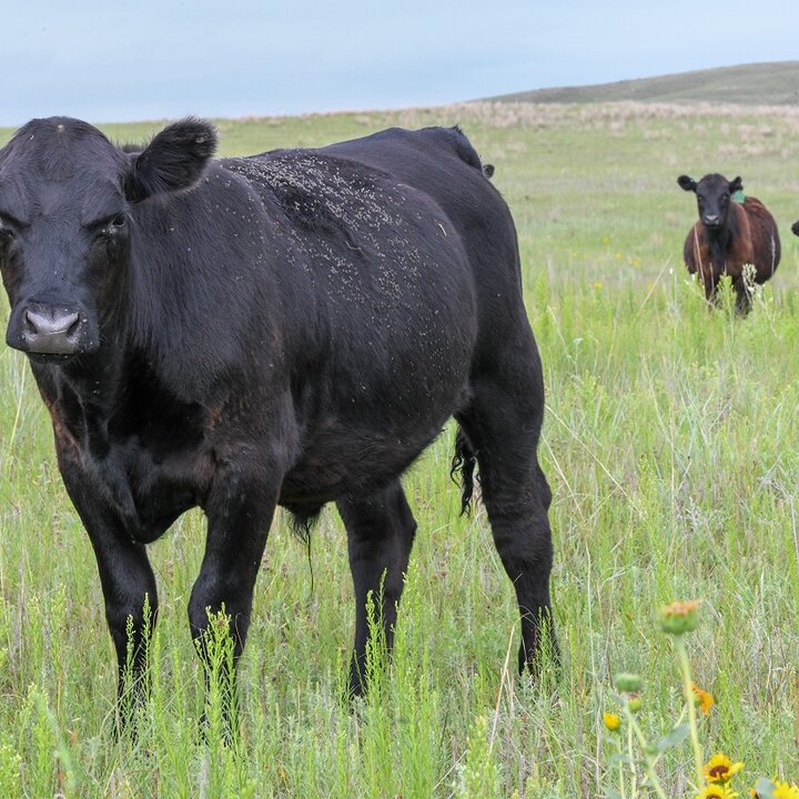 Yearling on grass. Photo credit: Troy Walz