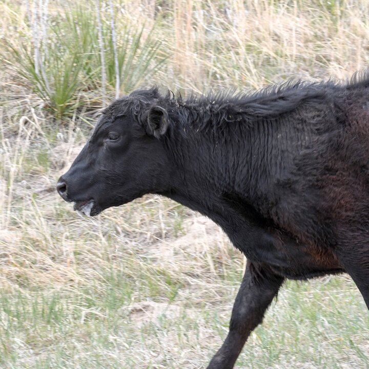 calf in a pasture on a hot day