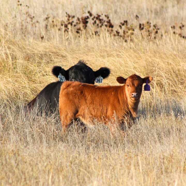 Young calf with cows in pasture