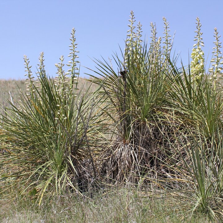 Yucca