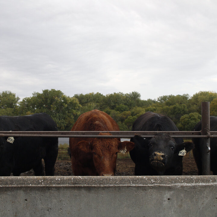 cattle feeding out of a bunk