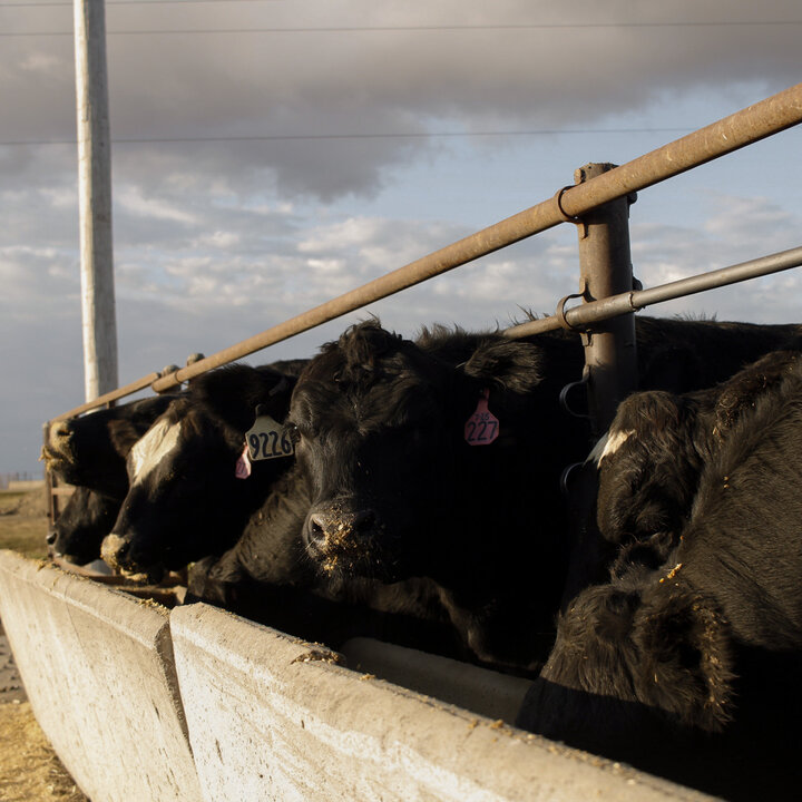 cattle feeding out of a bunk