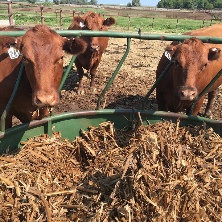 Cows at feeder