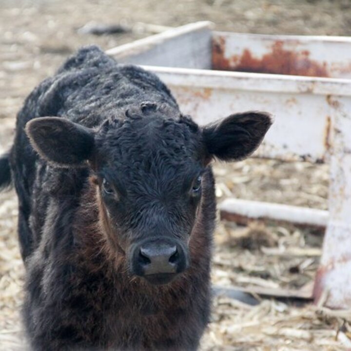 Young beef calf