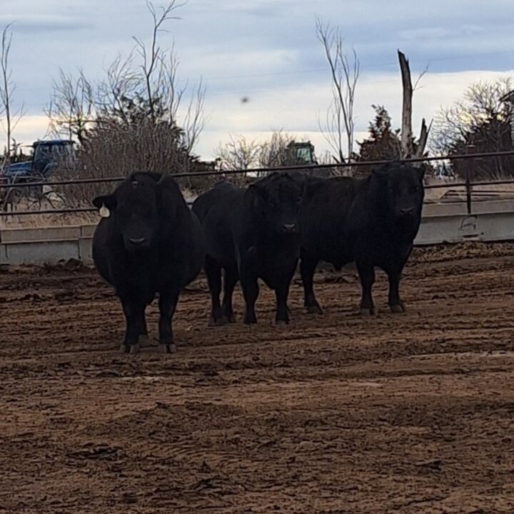Three black bulls in a pen.