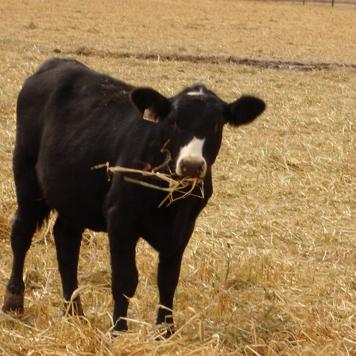 Calf grazing windrow