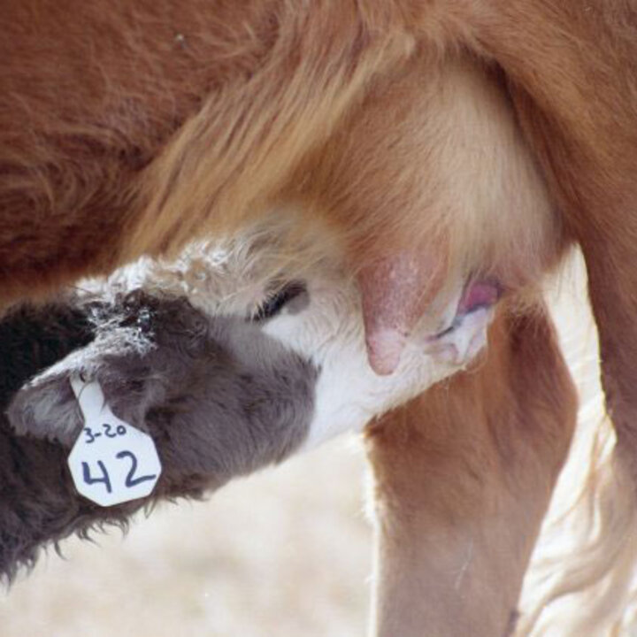 Calf suckling