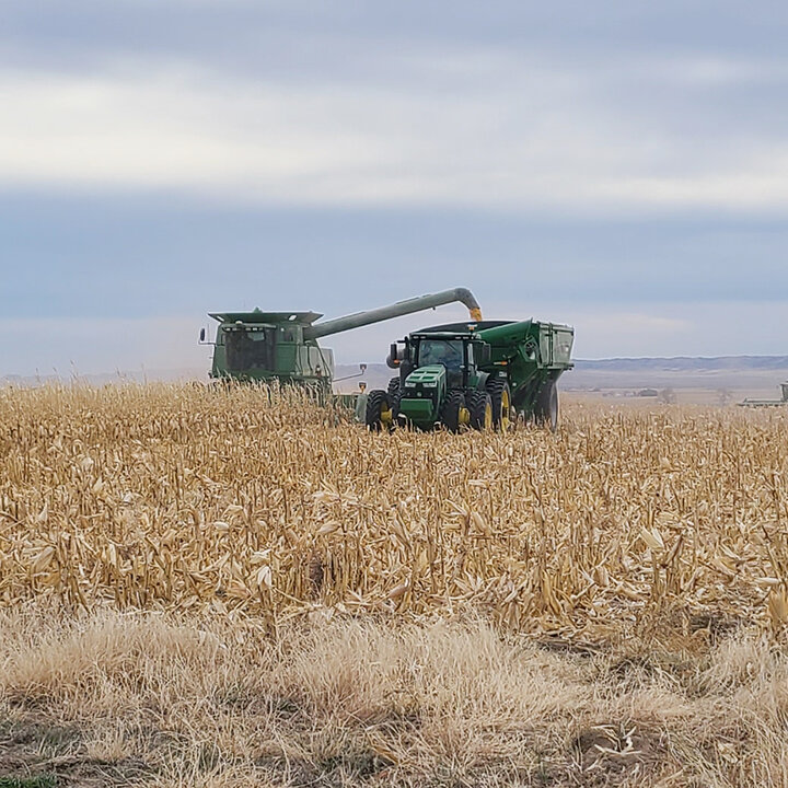 corn being harvested