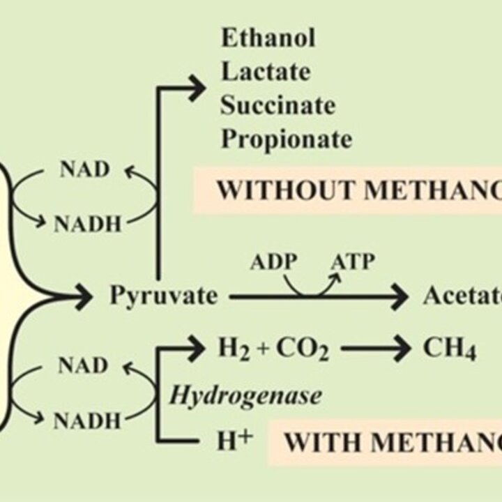 Chart showing glucose breaking down with and without methanogens.
