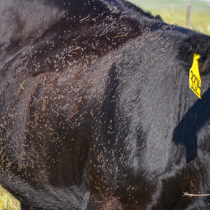 Horn flies on cow