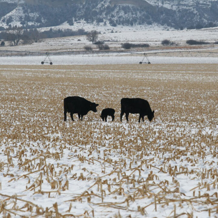 Cattle grazing in a field in the winter