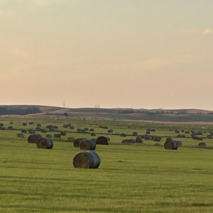 Round hay bales on meadow.  Photo by TL Meyer