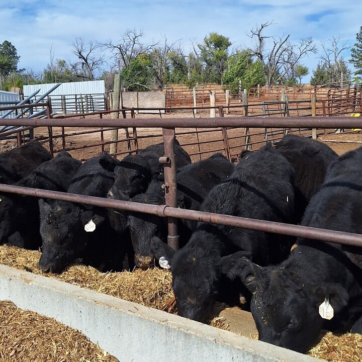 Weaned calves eating at the bunk (Photo credit: Karla Wilke)